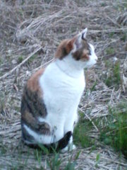 にゃん　20080422