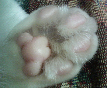 にゃんの手　20080407