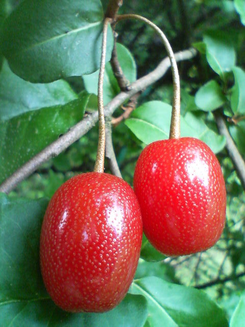 グミ　20080605