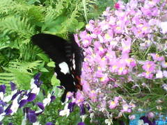 お食事中　20080519