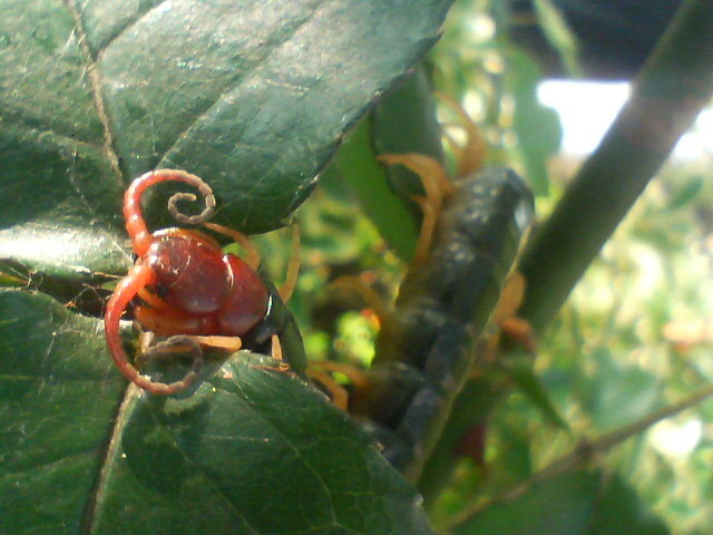 百足の朝寝　20080710