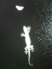 差し足・・・20080711