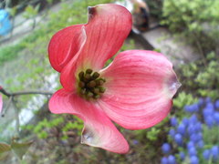 花水木　20080424