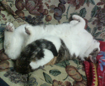 にゃん　爆睡　20080407