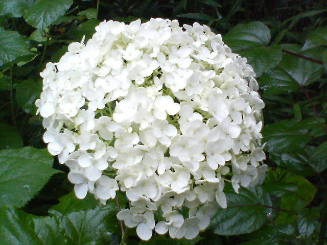 紫陽花20080619