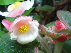 トメントーサ　20080630