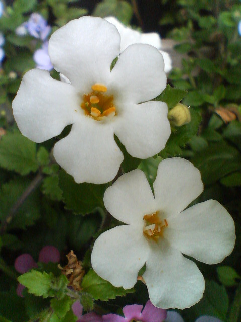 バコバ　20080423