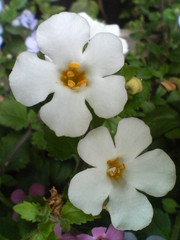 バコバ　20080423