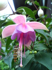 エンジェルスイヤリング　20080623