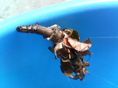 みのむし　20080619