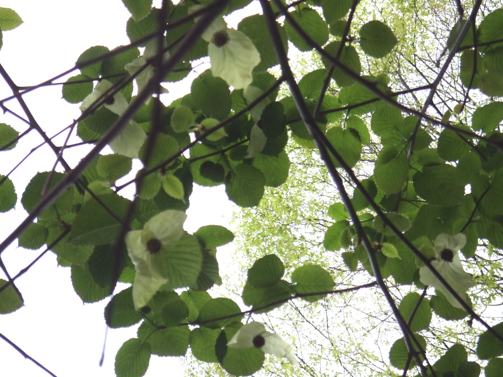 ハンカチの木　２００６