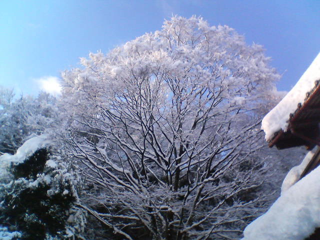 雪の晴れ間　20090115