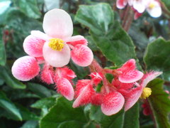 ジニー（木立ベゴニア）20080706