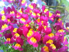 リナリア　20080423