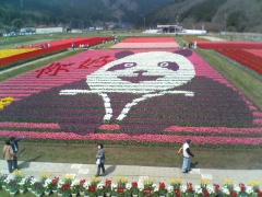 チューリップ祭り　２００８