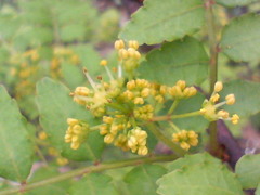 山椒の花　20080426