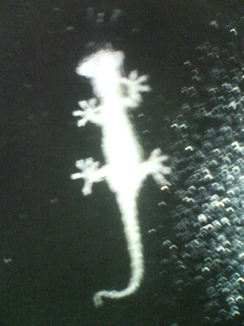 そして　パクリ！　20080711