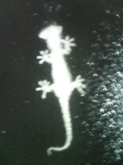 そして　パクリ！　20080711