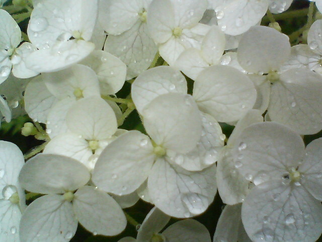 雨の紫陽花20080619