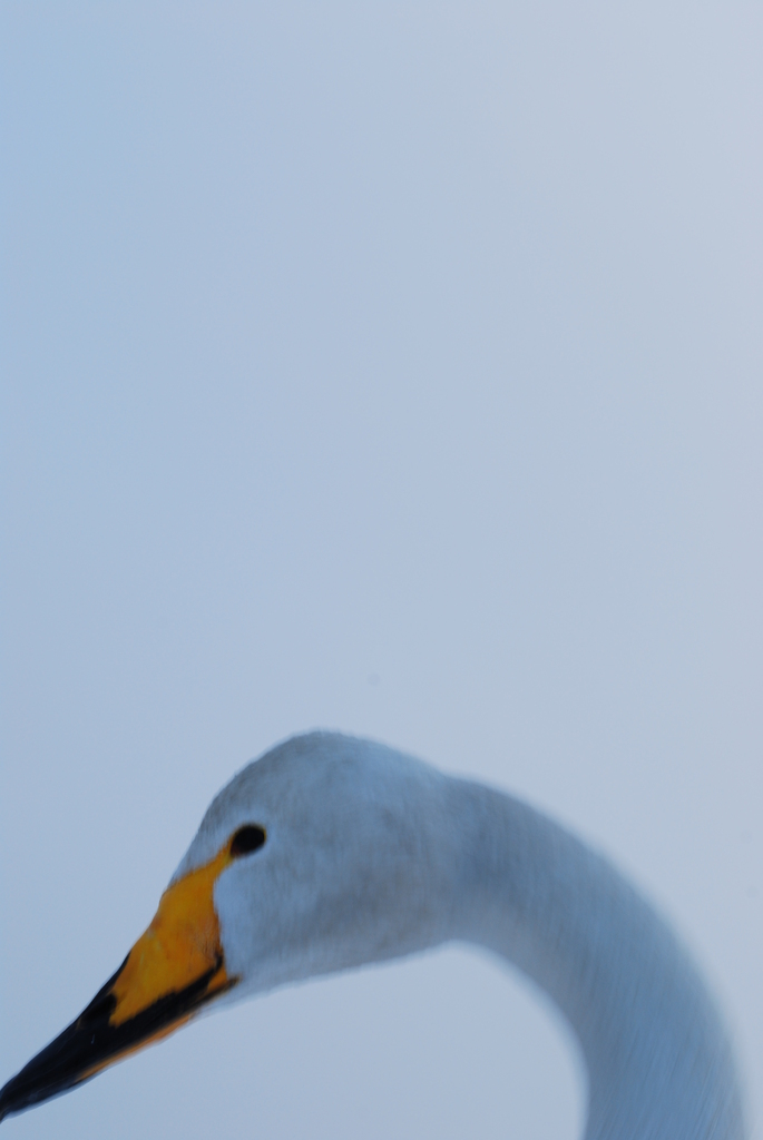 Swan Up