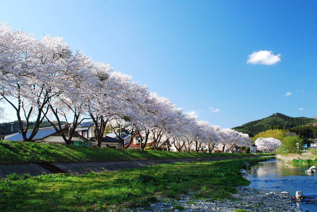 夕暮れ前の千蔵桜