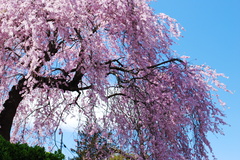 枝垂れ青桜