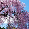 枝垂れ青桜