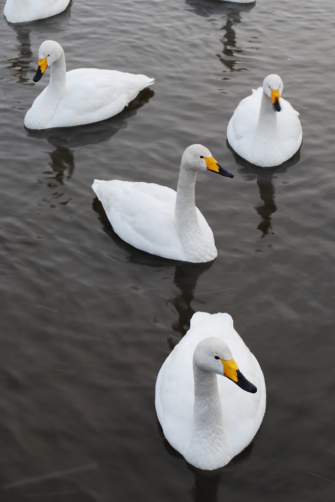 Four Swan