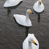 Four Swan