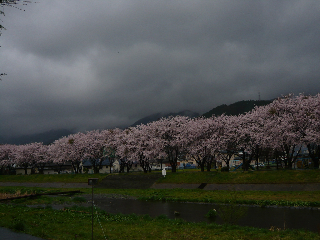 千蔵桜