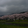 千蔵桜