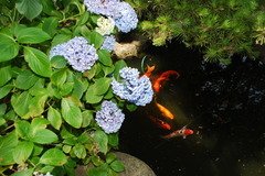 紫陽花と光と鯉