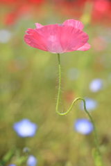 懸命に天に向けて咲く