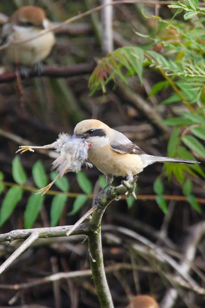猛禽類　モズの素顔
