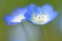 淡く蒼く