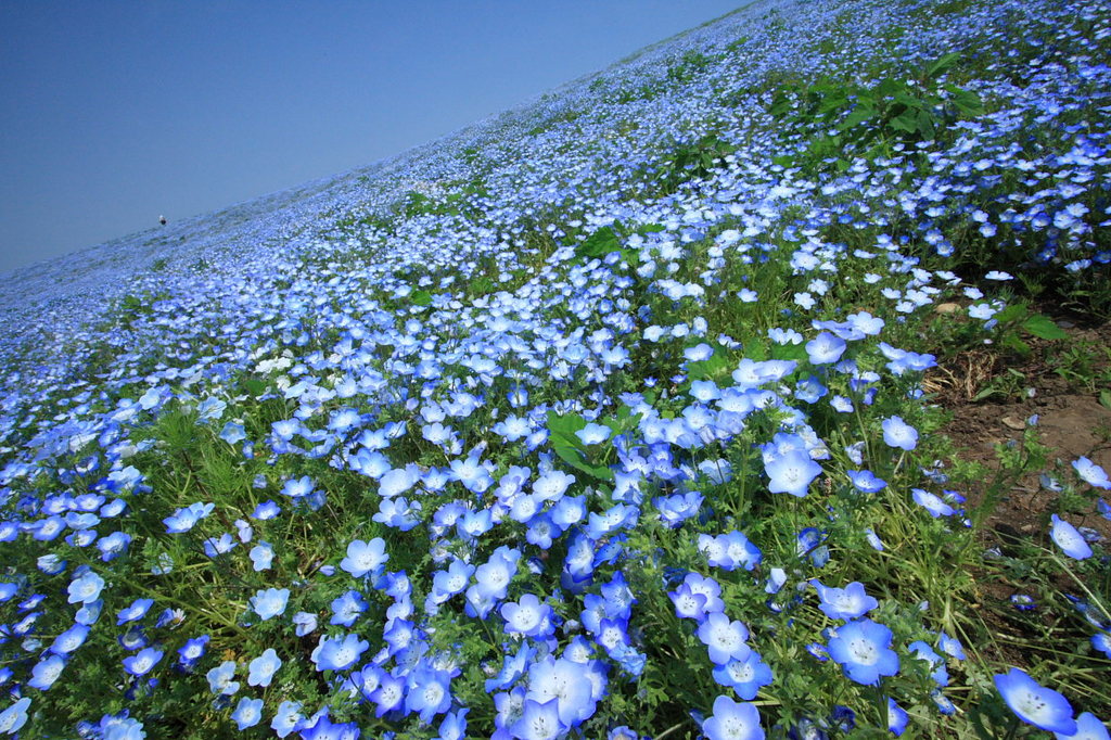 青の絨毯