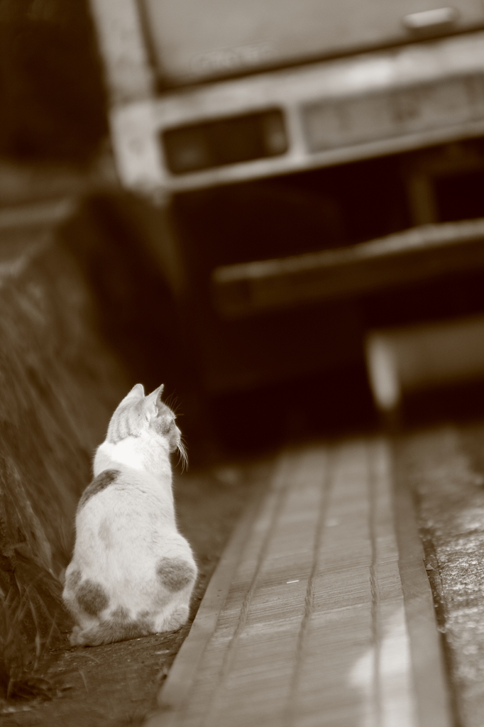 待ち猫　来たれども　遅し。