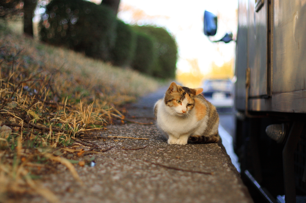 雨上がり昼下がり猫日和。
