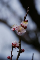 幕山（2）