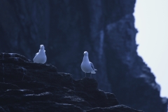春の海