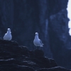 水辺の鳥