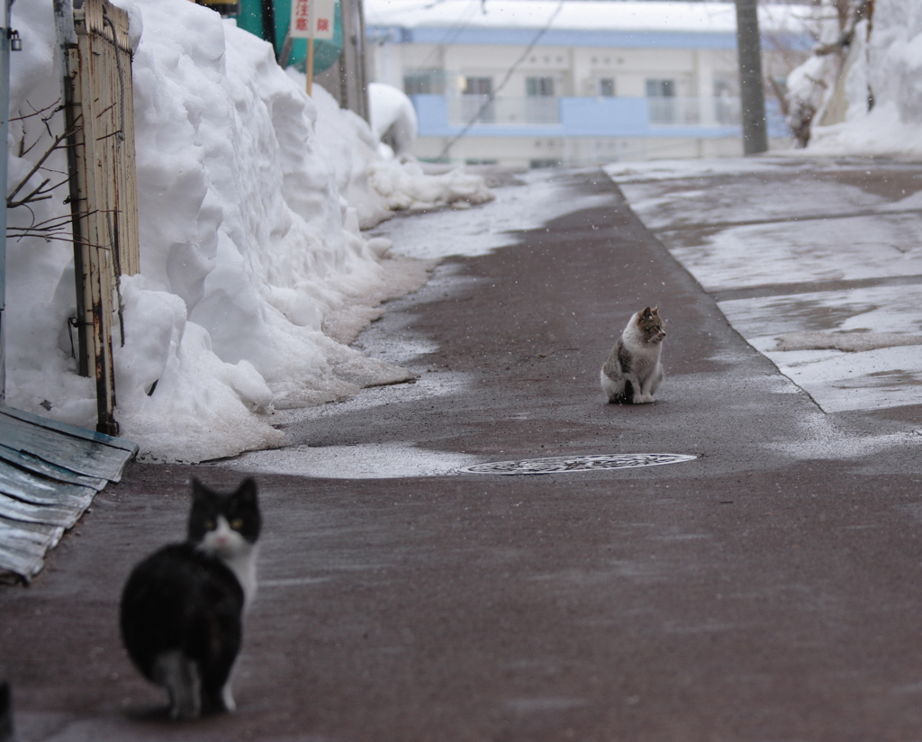 路上のネコちんたち