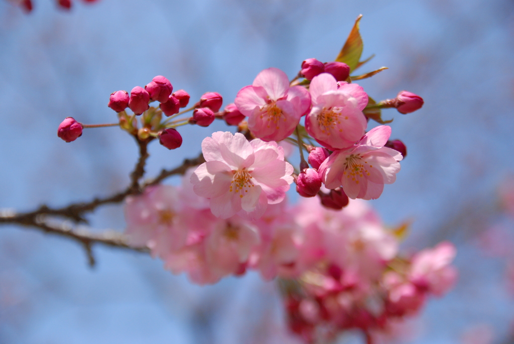 蝦夷山桜