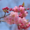 蝦夷山桜