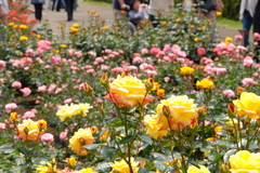 神代植物公園のバラ（２）