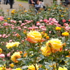 神代植物公園のバラ（２）