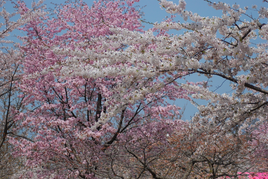 オニウシ公園は満開です。