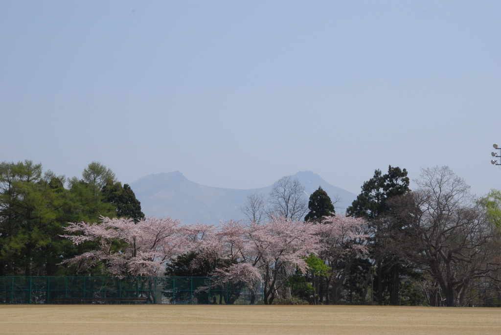 駒ケ岳と桜