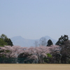 駒ケ岳と桜