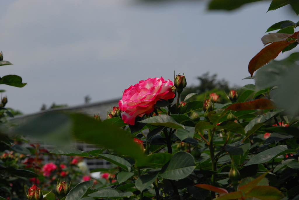 神代植物公園のバラ（１）